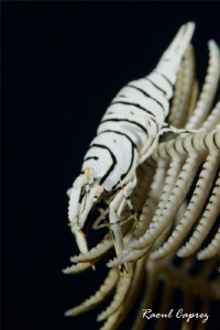 Shrimp being in balance by Raoul Caprez 